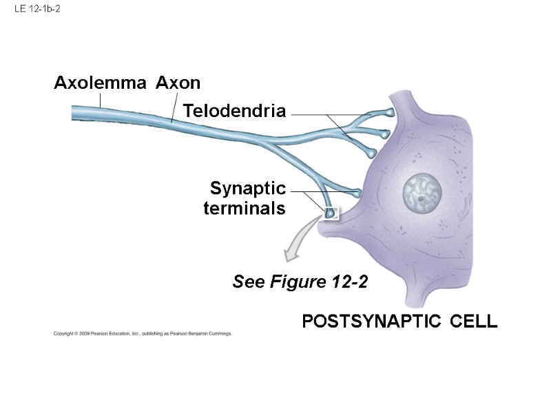 LE 12-1b-2 Telodendria Axon Axolemma Synaptic terminals See Figure 12-2 POSTSYNAPTIC CELL